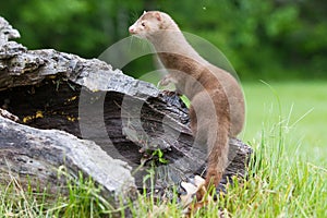 Mink looking out for prey