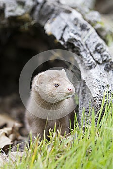 Mink looking outside of home in log