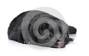 Mink lying on a white background