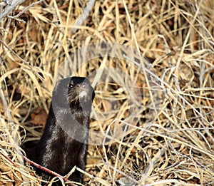 Mink mustela vison