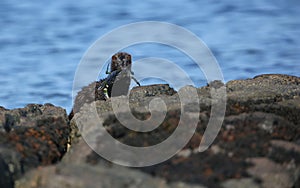 A Mink Neovison vison with a crab that it has just caught in the sea and is about to eat it