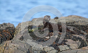 A Mink Neovison vison with a crab that it has just caught in the sea and is about to eat it