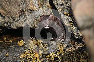 A Mink Neovison vison hunting in the tide pools for food.