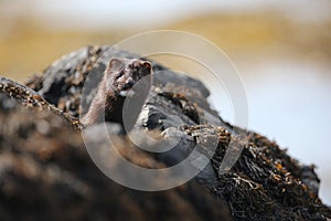 A Mink Neovison vison hunting in the tide pools for food.