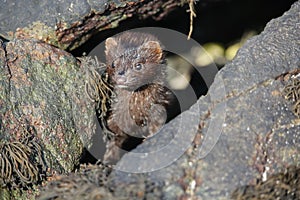 A Mink Neovison vison hunting in the tide pools for food