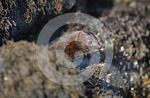 A Mink Neovison vison hunting in the tide pools for food.