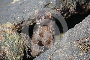 A Mink Neovison vison hunting in the tide pools for food.