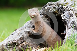 Mink peeking out of his home