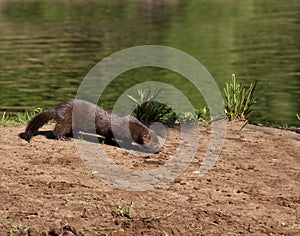 Mink on River Bank