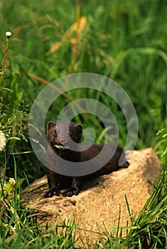 Mink on Rock