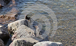 Mink on rocks on a beach in Newfoundland