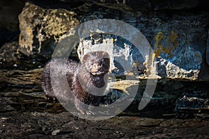 Mink by rocks in Kilchoan Bay