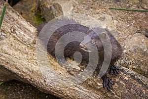 Mink seated on log