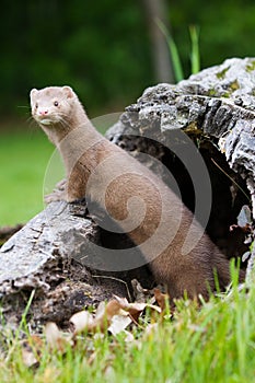 Mink standing up on log