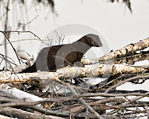 Mink stock photos. Mink close-up profile view on birch cut tree by the water by itys den with a blur background in its environment