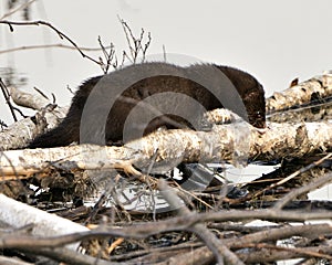 Mink stock photos. Mink close-up profile view on birch cut tree by the water by itys den with a blur background in its environment