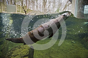 Mink swimming