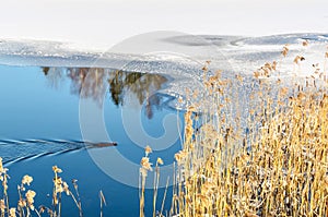 Mink swimming in winter lake