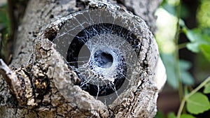 Mink from the Web in the hollow