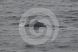 Minke Whale photo