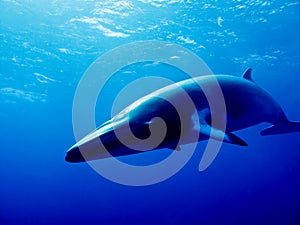 Minke Whale