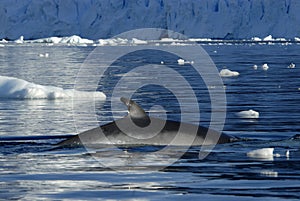 Minke Whale