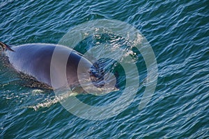 Minke whale