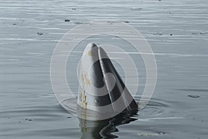 A minke whale in Antarctic Peninsula