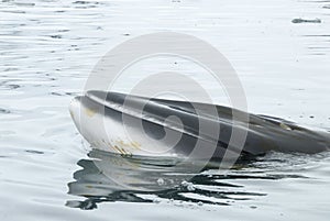 A minke whale in Antarctic Peninsula