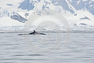 Minke whale in Antarctic waters.