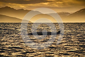 Minke Whale in Barents sea, Arctic Ocean