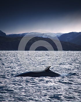 Minke Whale in Barents sea, Arctic Ocean photo