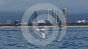 Minke whale calf jumping out of the water with Gold Coast buildings in the background photo