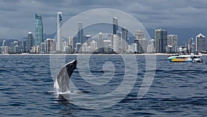 Minke whale calf jumps out of the water in front of the Gold Coast coastline