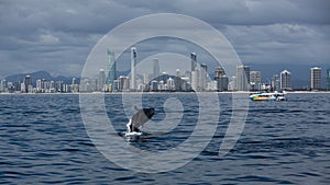 Minke whale calf jumps out of the water in front of the Gold Coast coastline