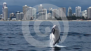 Minke whale calf jumps out of the water in front of the Gold Coast coastline