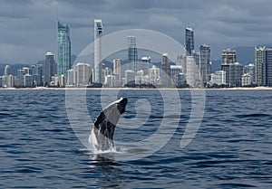 Minke whale calf jumps out of the water in front of the Gold Coast coastline photo