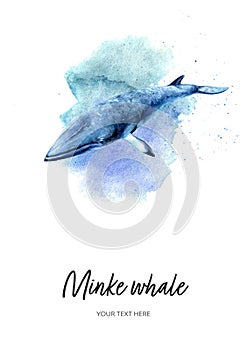 Minke whale card watercolor illustration on watercolor splash background