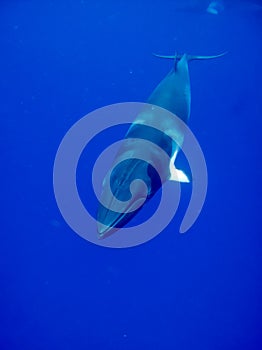 A Minke whale in crystal clear blue water photo