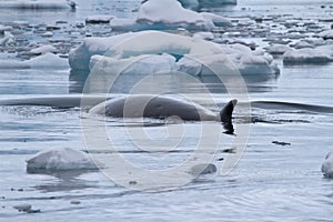 Minke whale floating between small ice floes Antarctic overcast photo