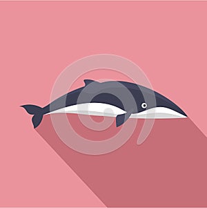 Minke whale icon, flat style