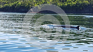 Minke Whale in Newfoundland, Canada