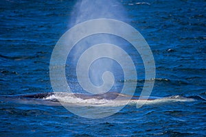 Minke Whale in Ocean photo