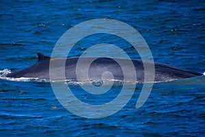 Minke Whale in Ocean photo