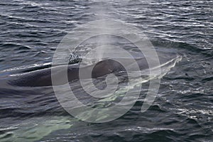 Minke whale pop-up on the ocean surface photo