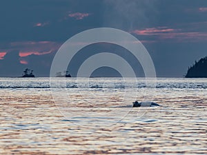 Minke Whale roaming at sunset photo