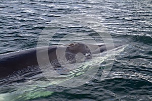 Minke whale's head pop up on the surface of the water photo