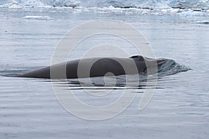 Minke whale that surfaced in Antarctic