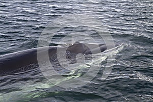Minke whale surfaced to breathe in Antarctic 1