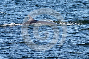 Minke Whale Surfacing photo